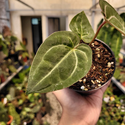 Anthurium Papillilaminum x Red Crystal Michelle