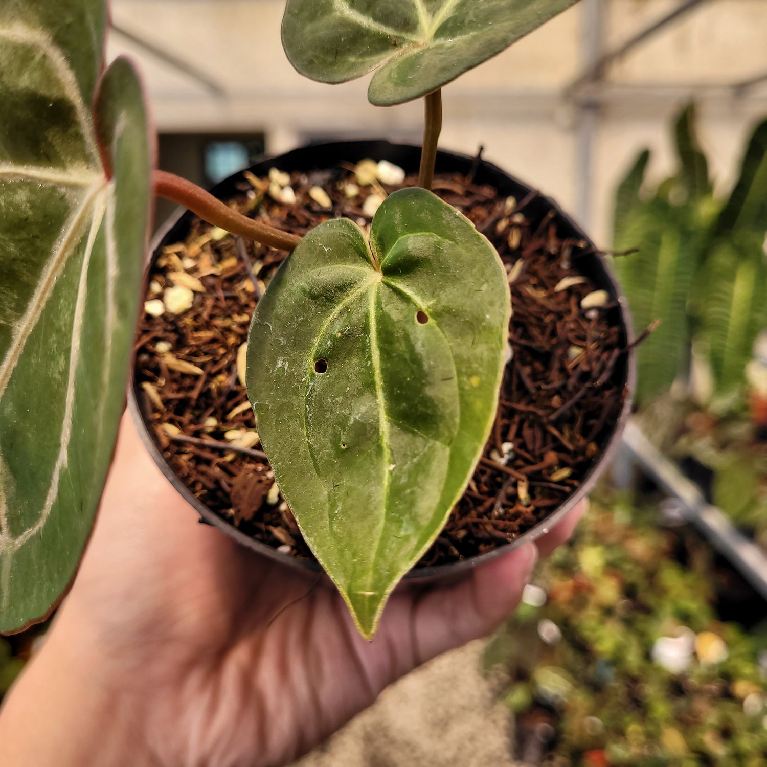 anthurium papillilaminum indonesia form Anthurium Papillilaminum x Red Crystal Michelle