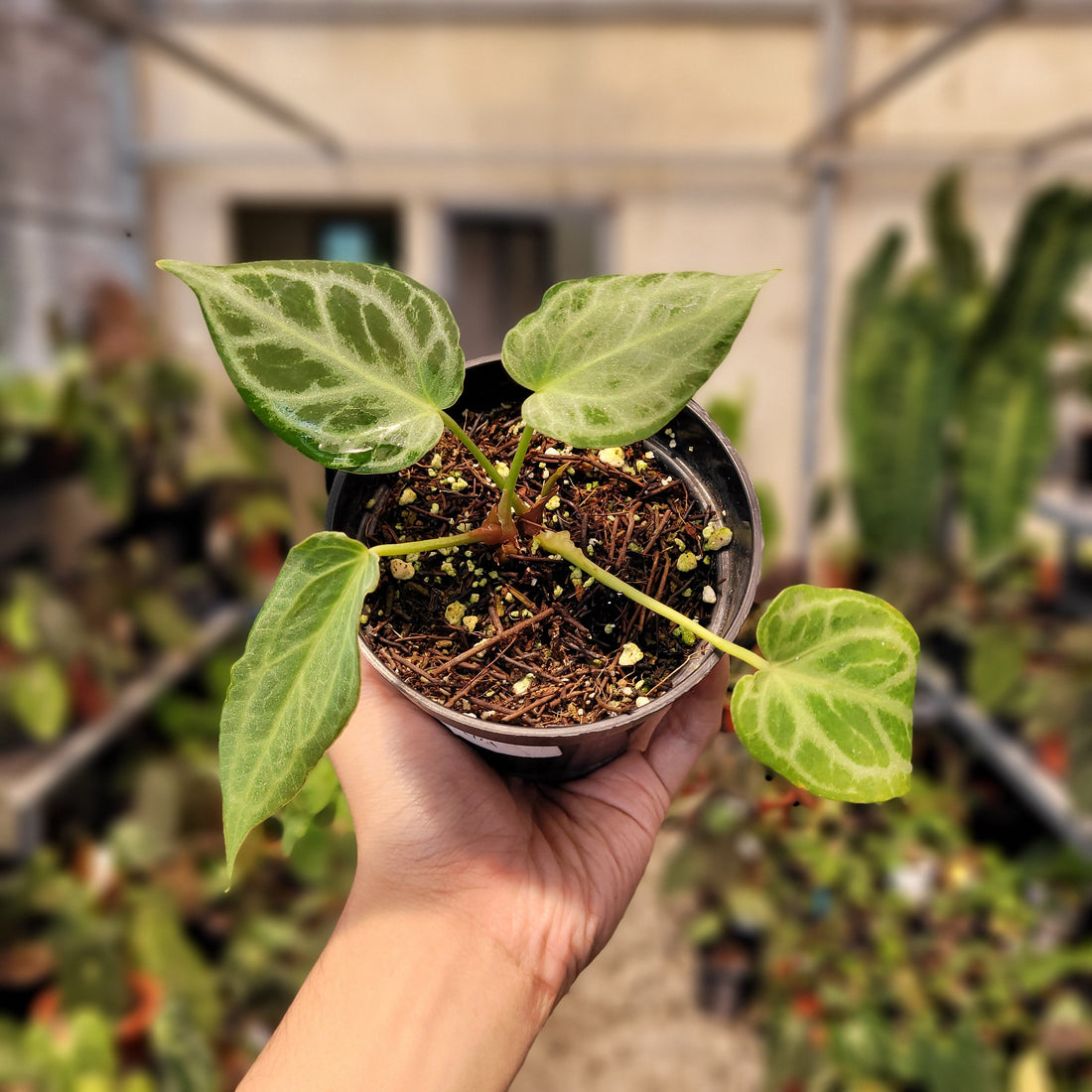 🎁 Anthurium Silver Tiger Seedling (100% off)