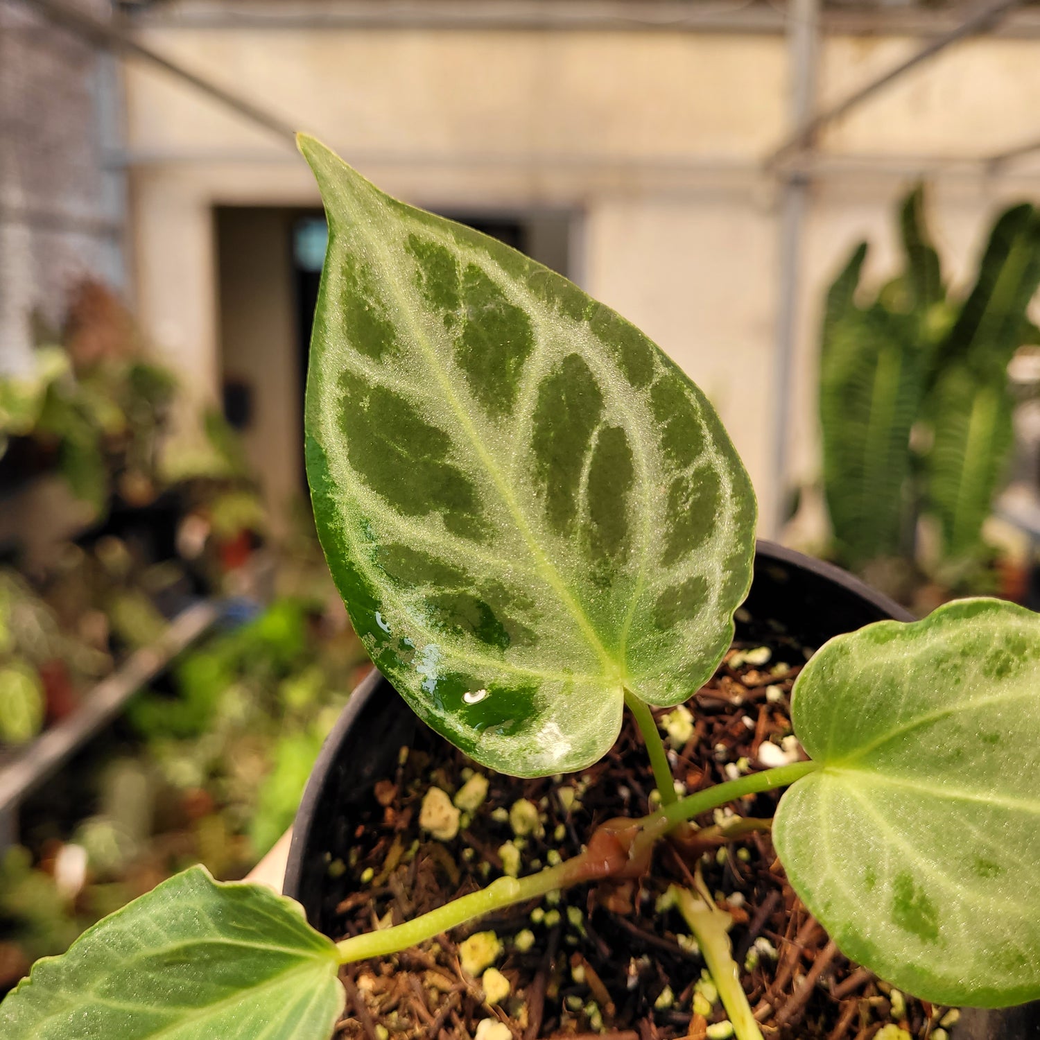 Anthurium Silver Tiger Seedling