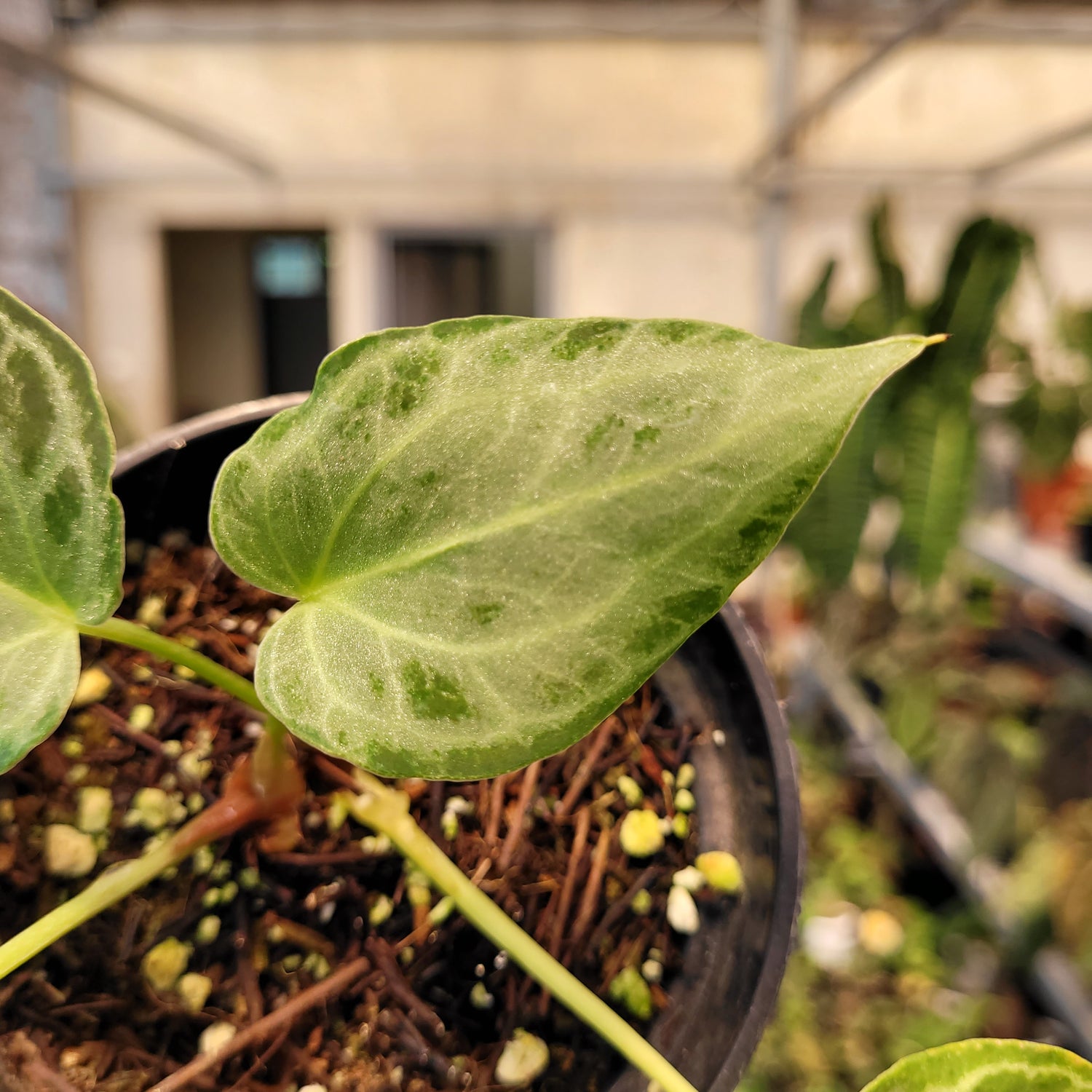 anthurium silver tiger Anthurium Silver Tiger Seedling – Greenspaces.id