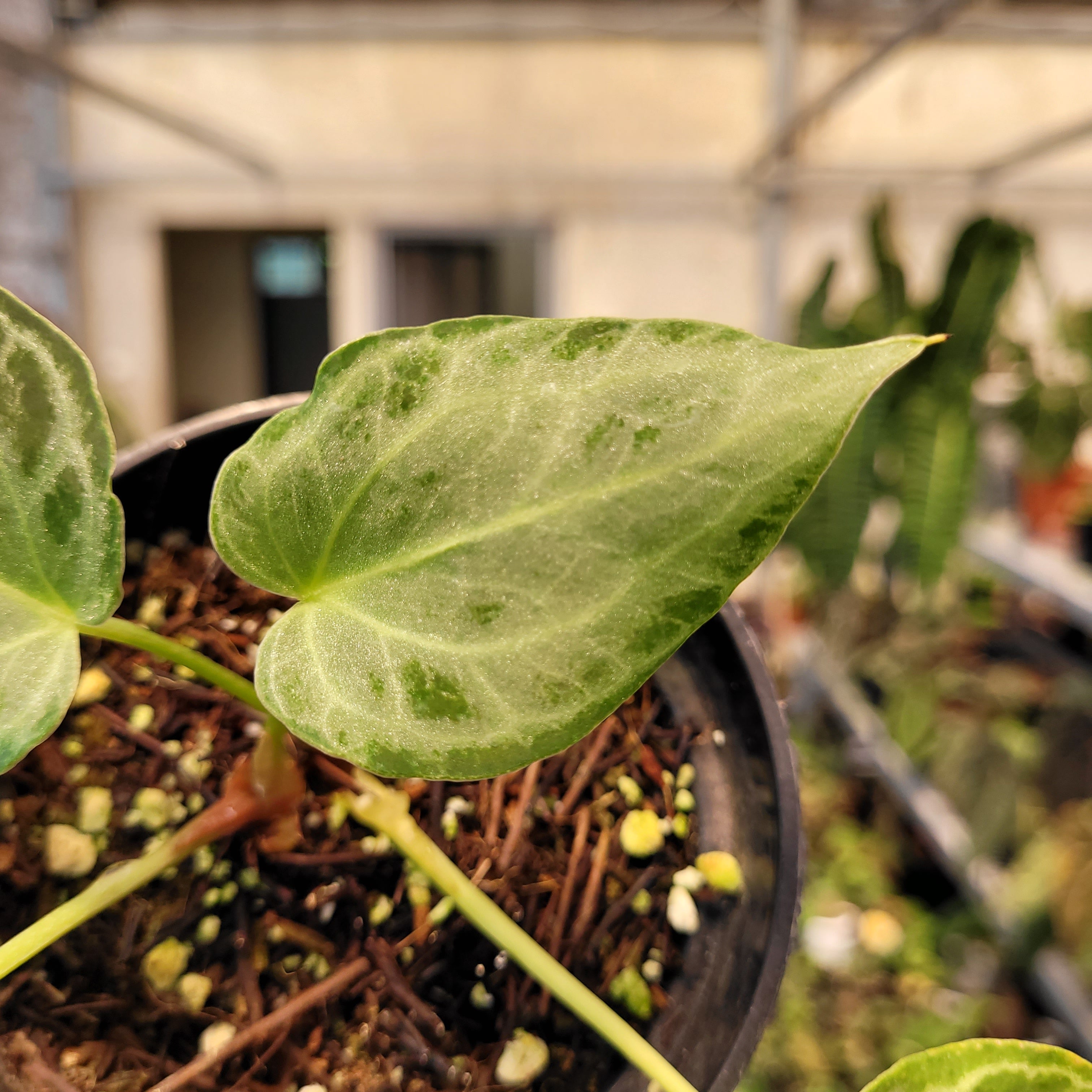 Anthurium Silver Tiger Seedling