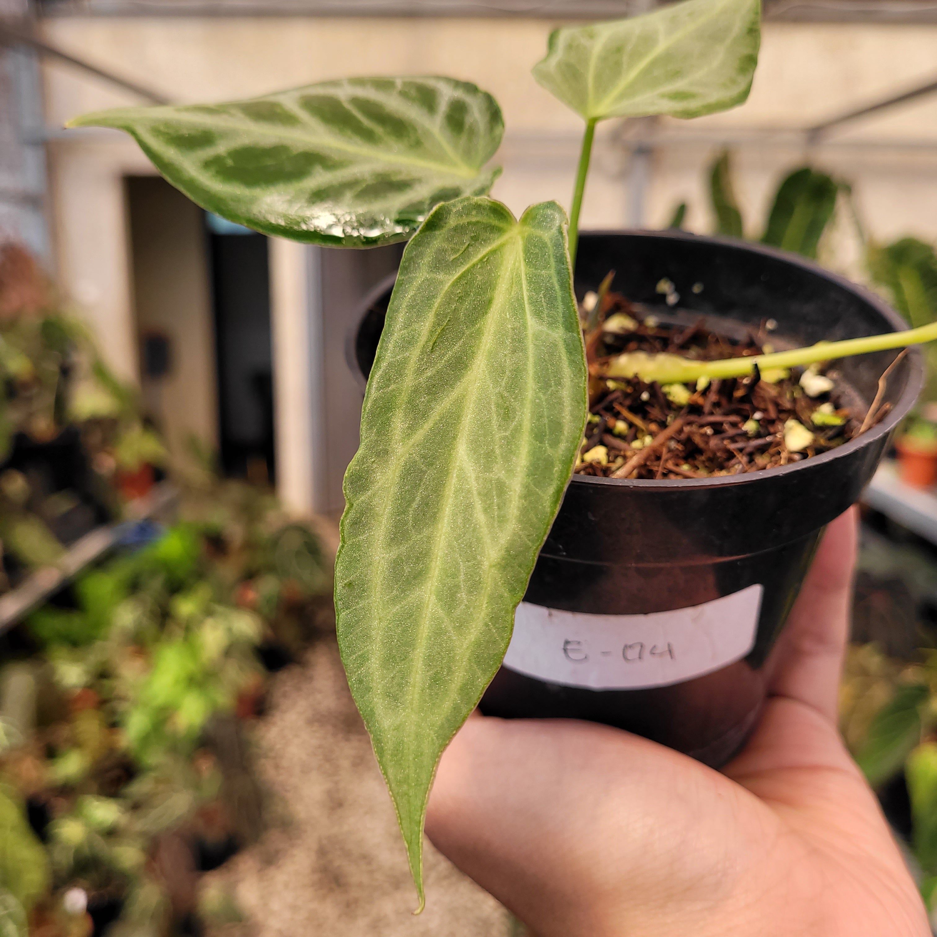 Anthurium Silver Tiger Seedling