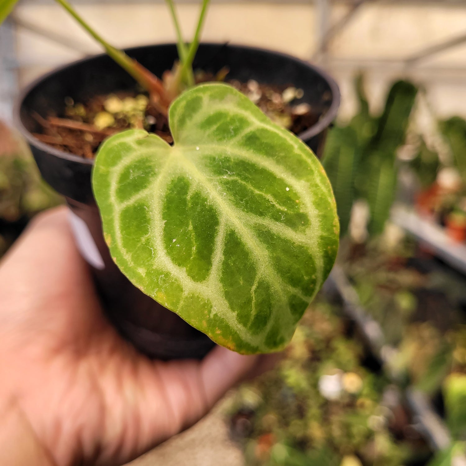 Anthurium Silver Tiger Seedling