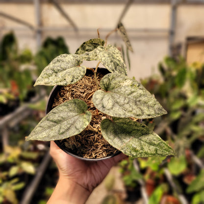 Piper Variegated