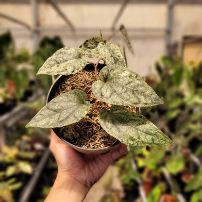 Piper Variegated