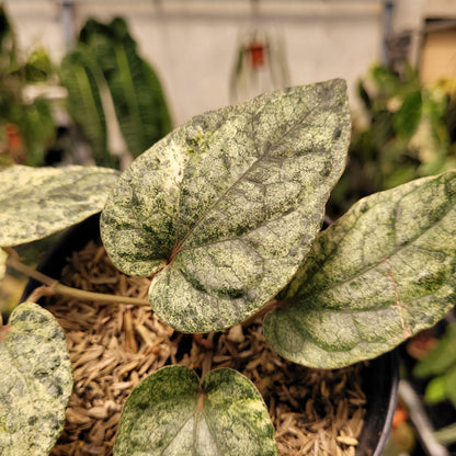 Piper Variegated