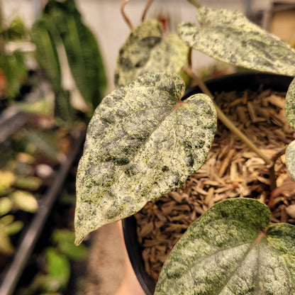 Piper Variegated