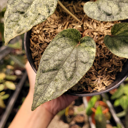Piper Variegated