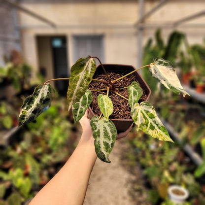 anthurium plant price philippines Anthurium Red Crystal Venom Variegated