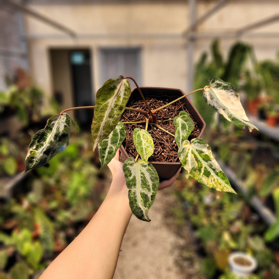 Anthurium Red Crystal Venom Variegated