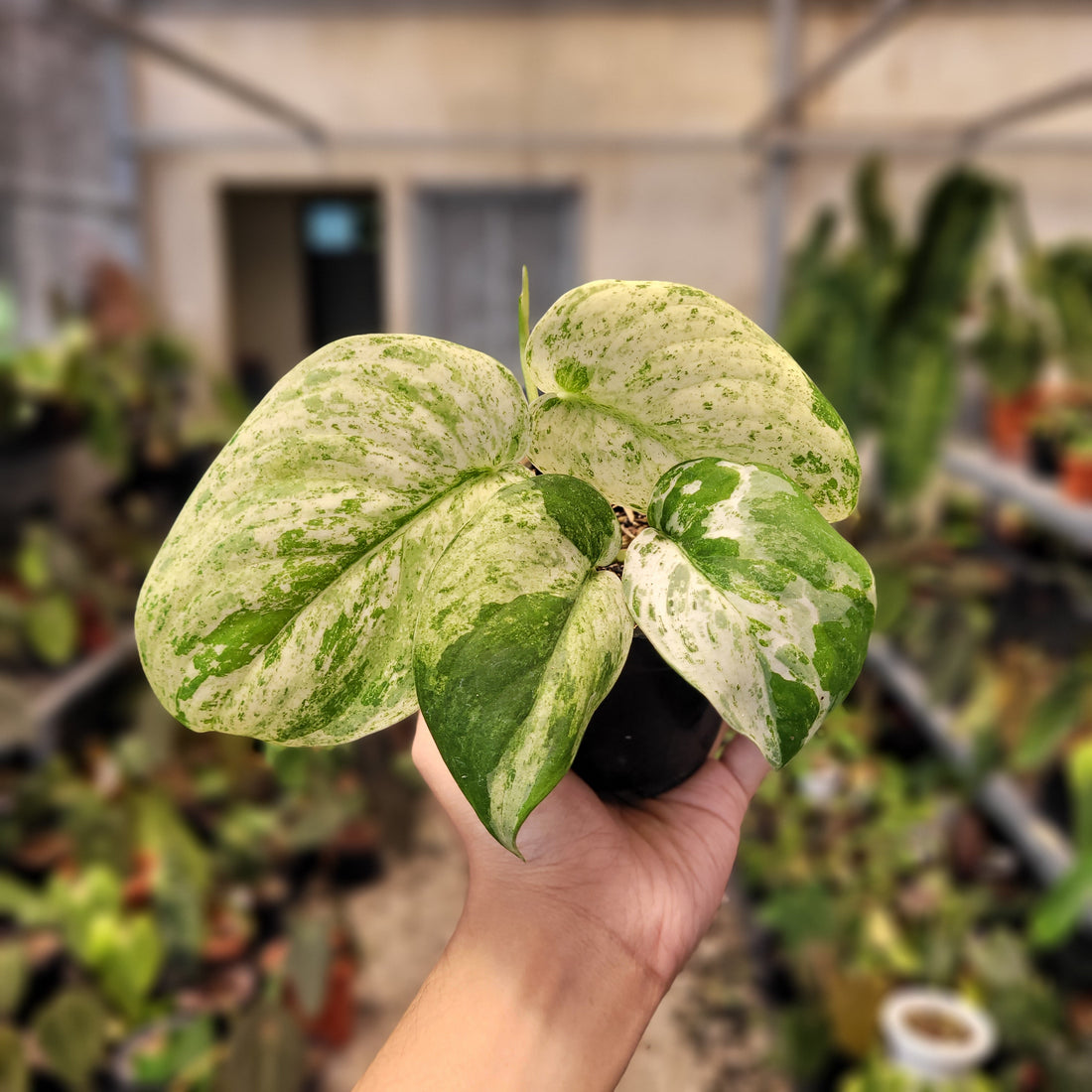 Scindapsus Cream Blue