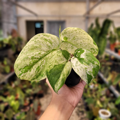 Scindapsus Cream Blue