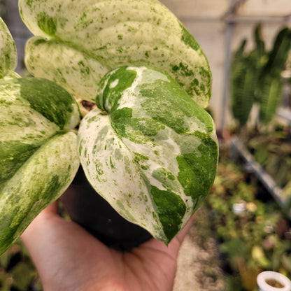 Scindapsus Cream Blue