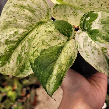 Scindapsus Cream Blue