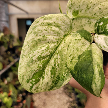 Scindapsus Cream Blue