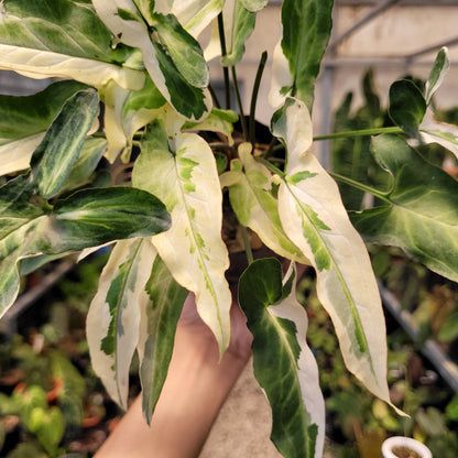 Syngonium Star Light