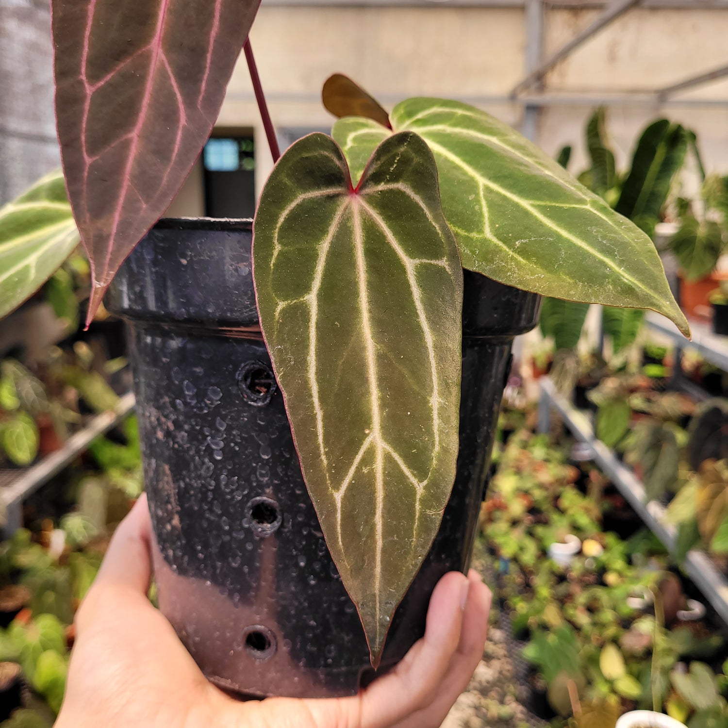 Anthurium BVIT x (Zara x Michelle)