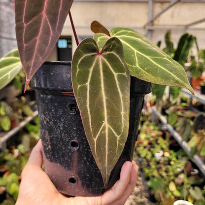 Anthurium BVIT x (Zara x Michelle)