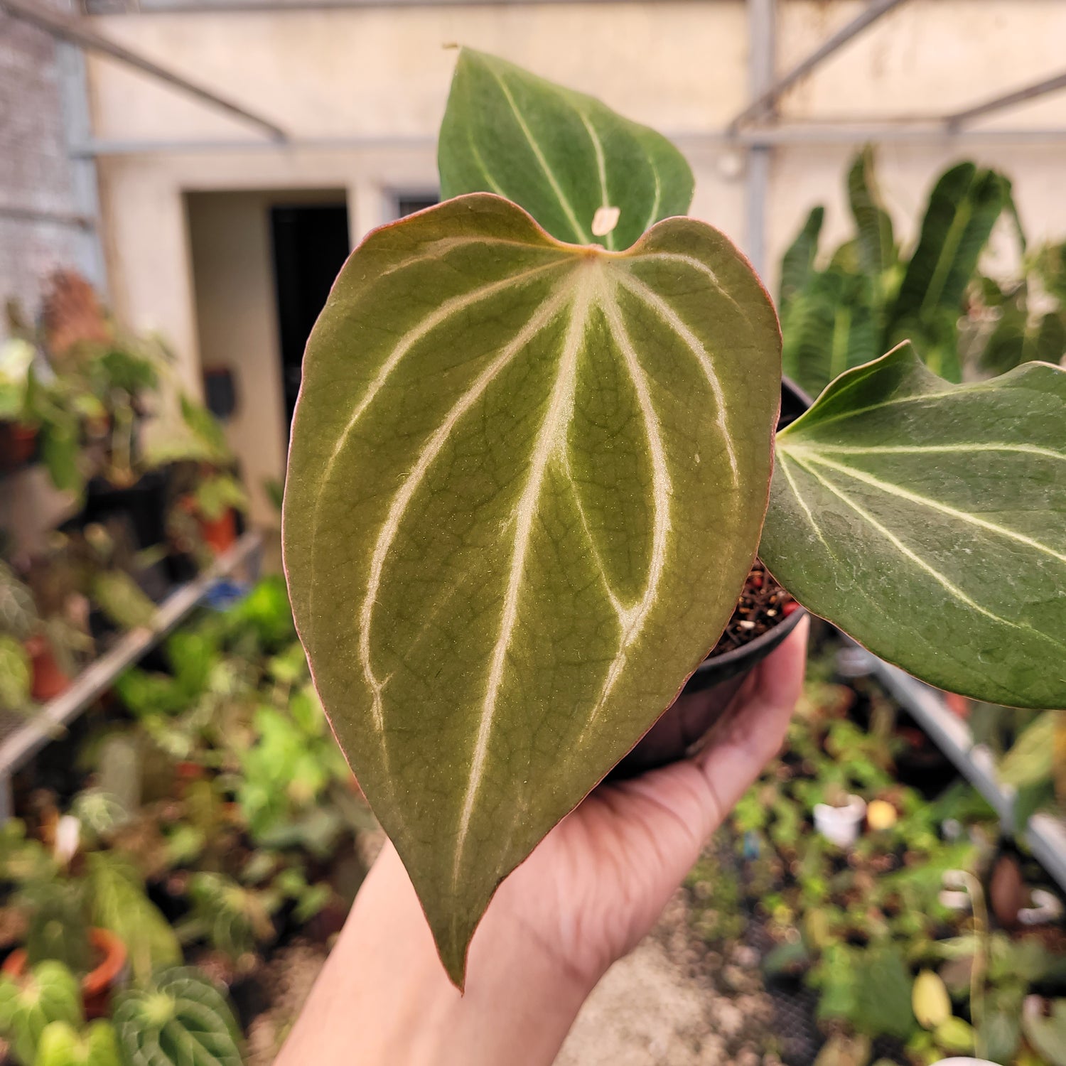 Anthurium King of Spades Butterfly