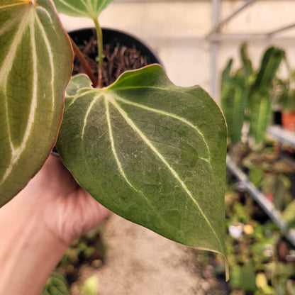 Anthurium King of Spades Butterfly