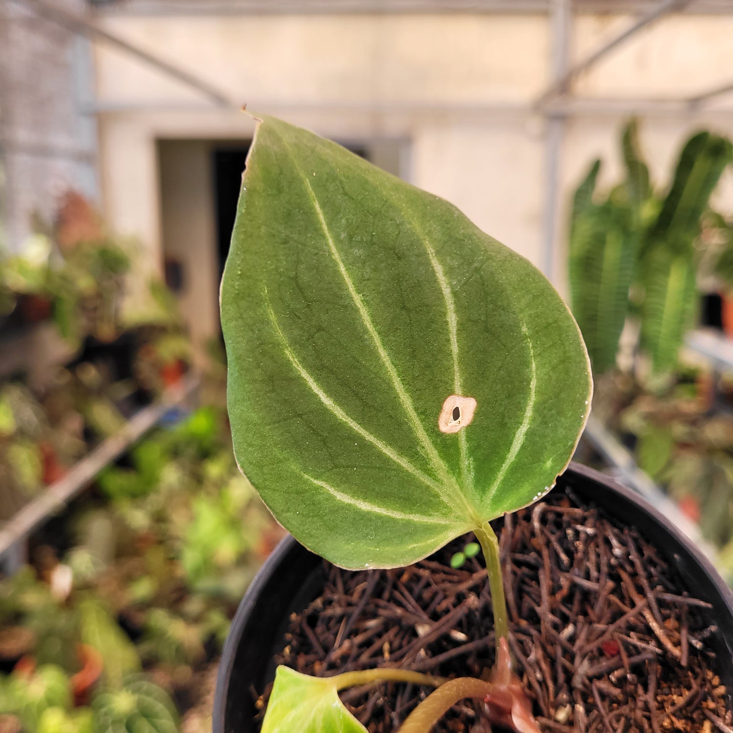 Anthurium King of Spades Butterfly