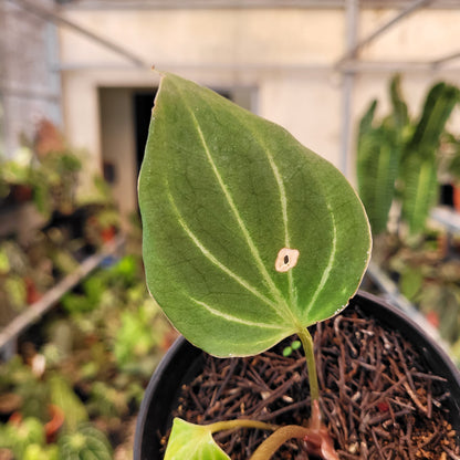 Anthurium King of Spades Butterfly