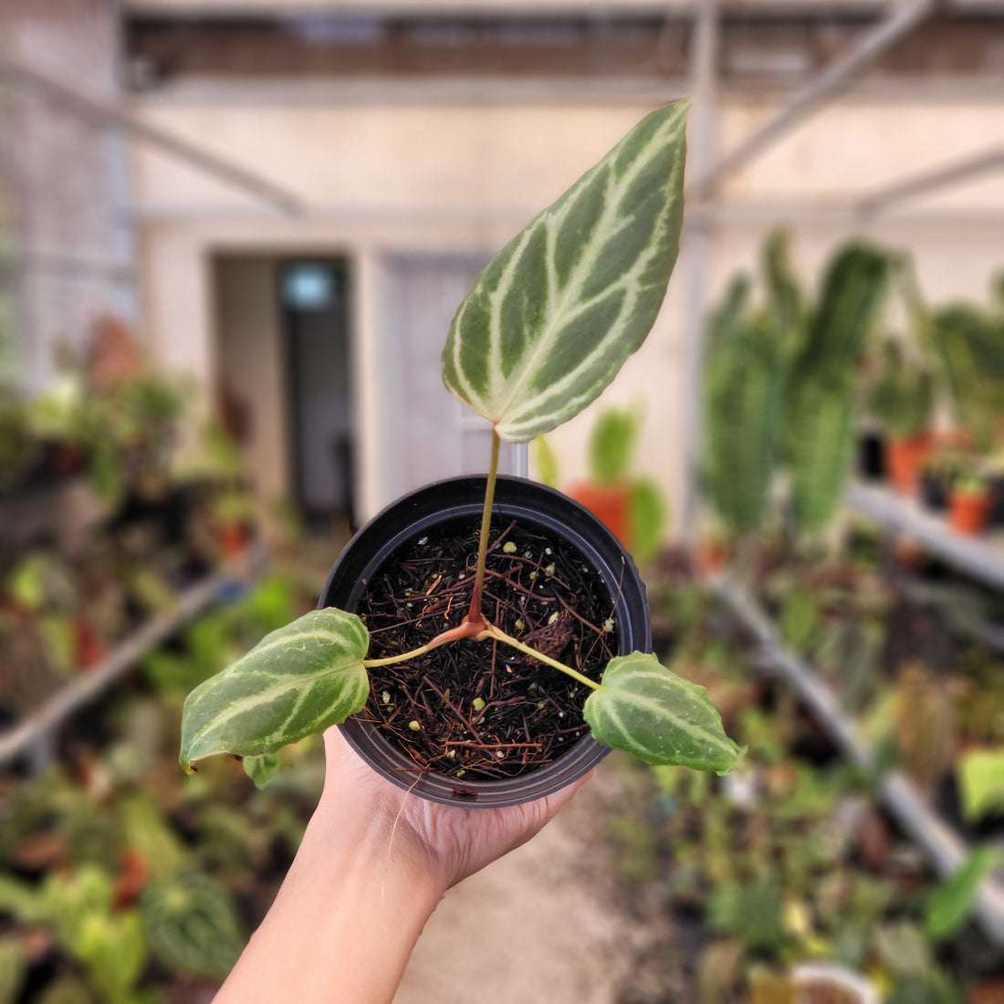 Anthurium Silver Tiger x (KOS x RC)