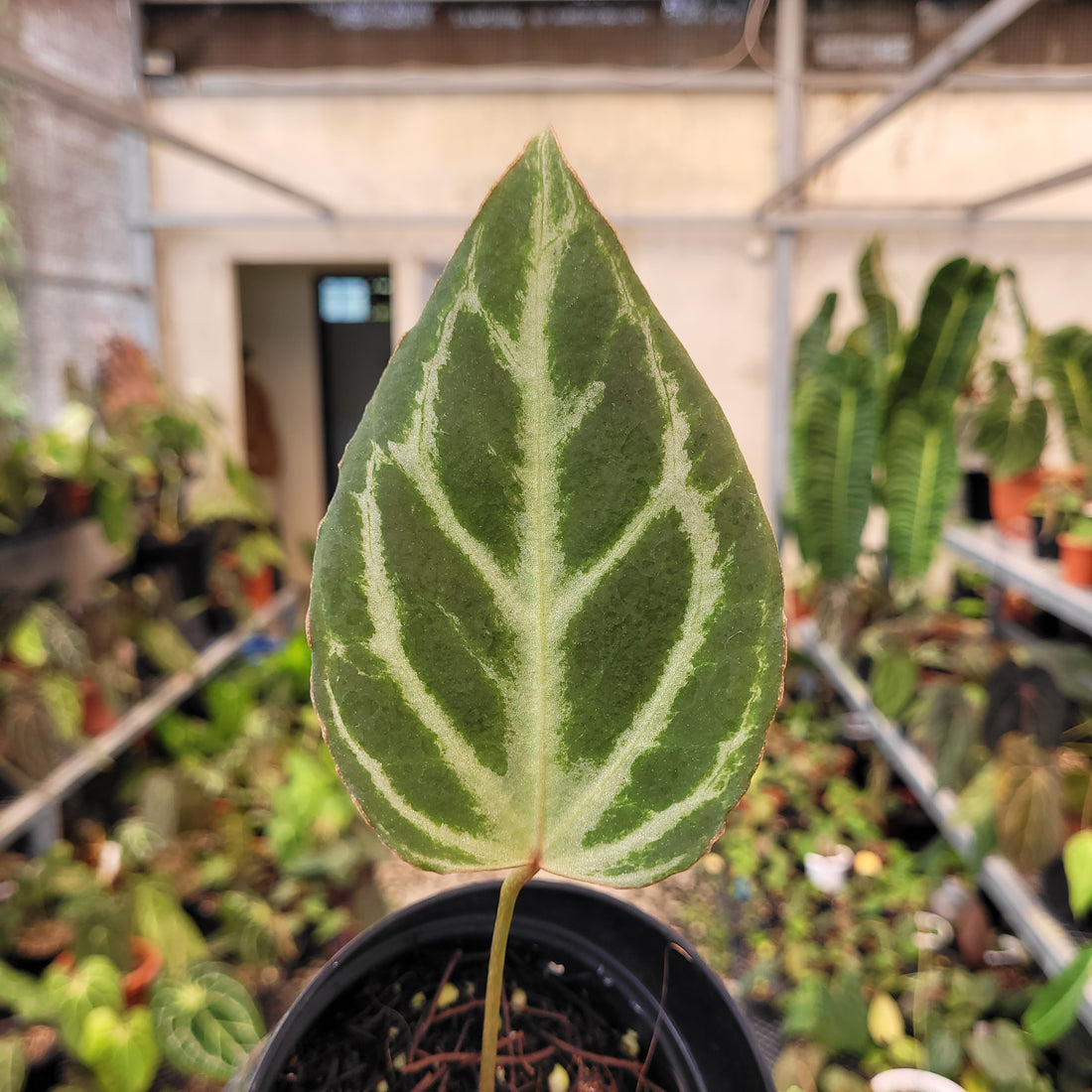 Anthurium Silver Tiger x (KOS x RC)