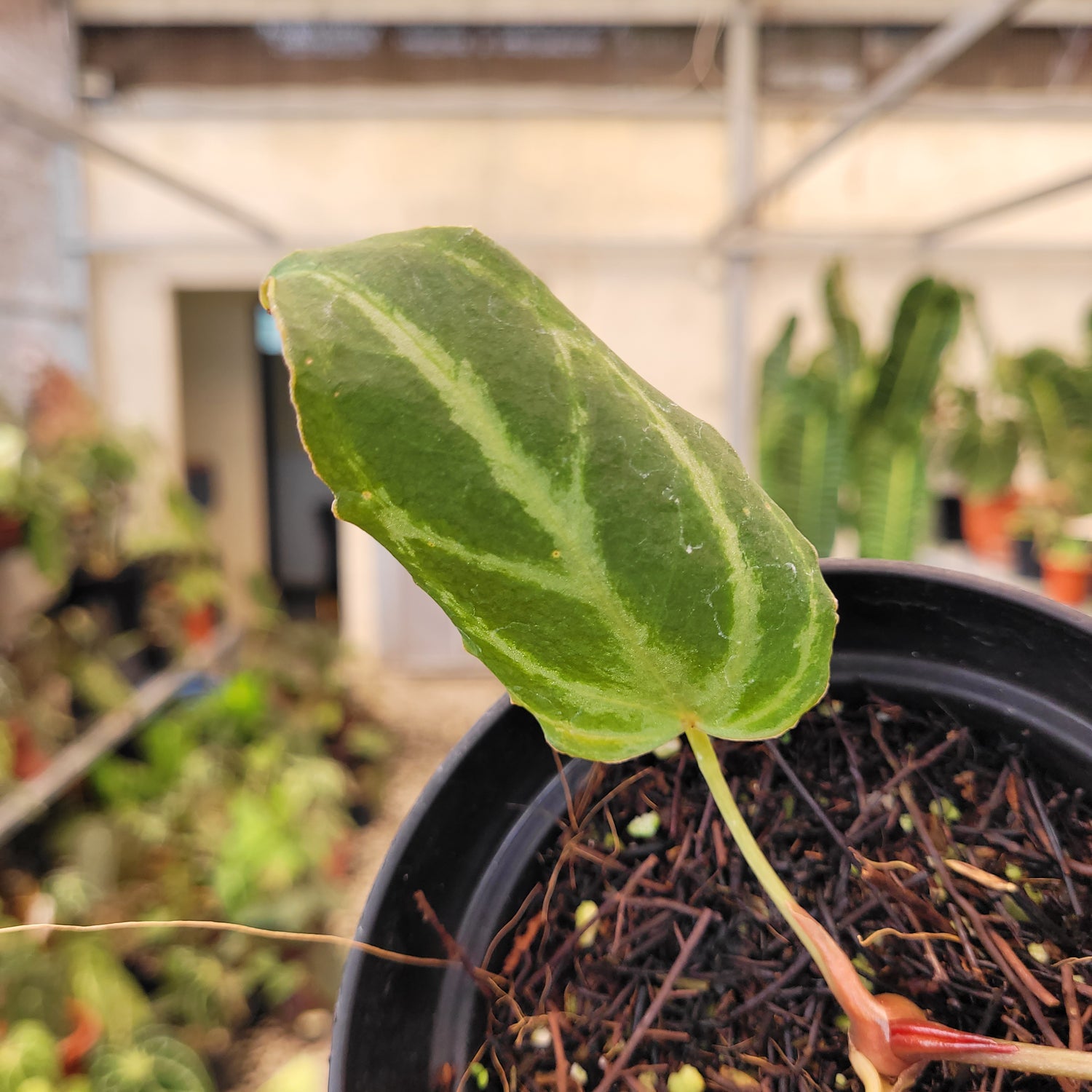 Anthurium Silver Tiger x (KOS x RC)