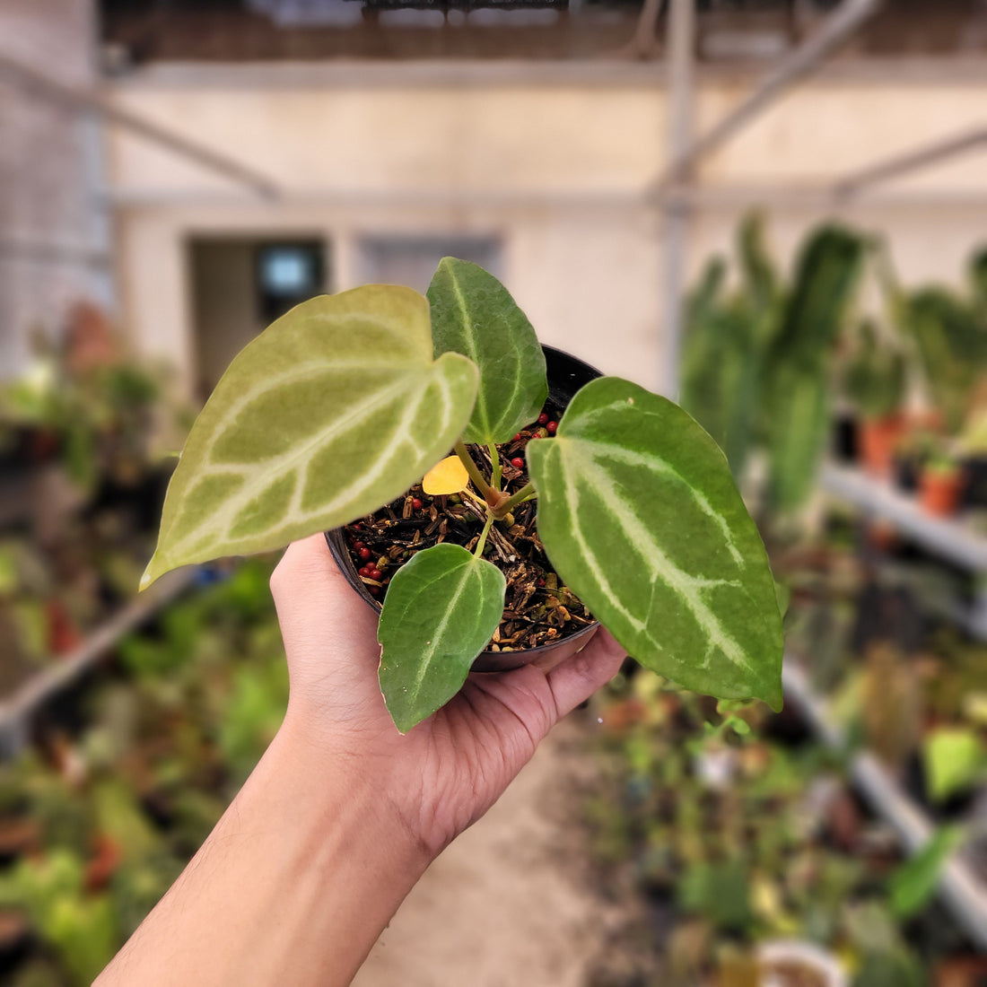 Anthurium Fairchild
