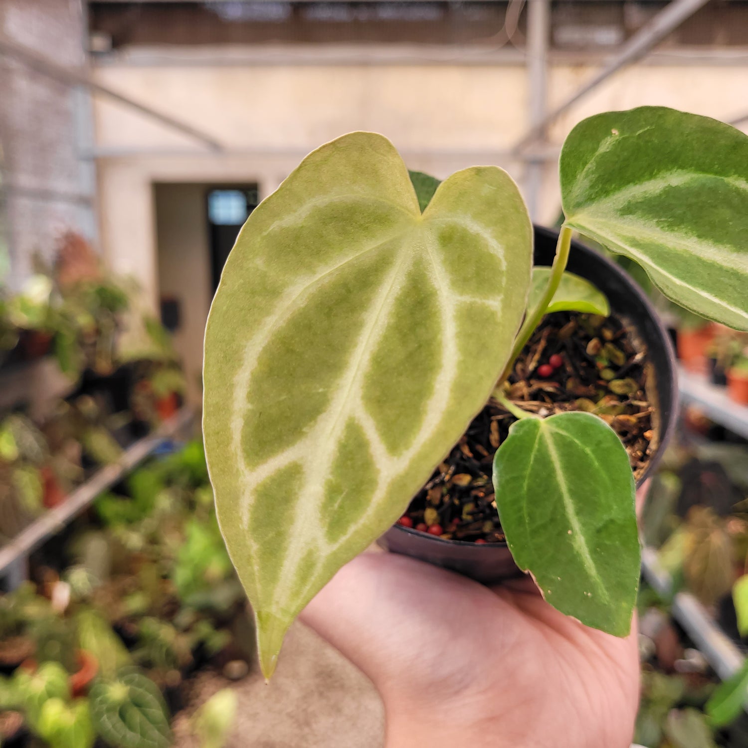 Anthurium Fairchild