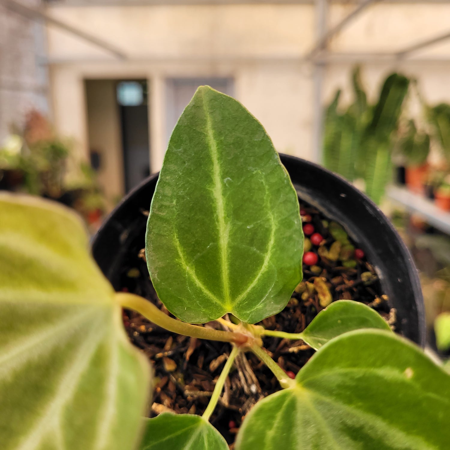 Anthurium Fairchild