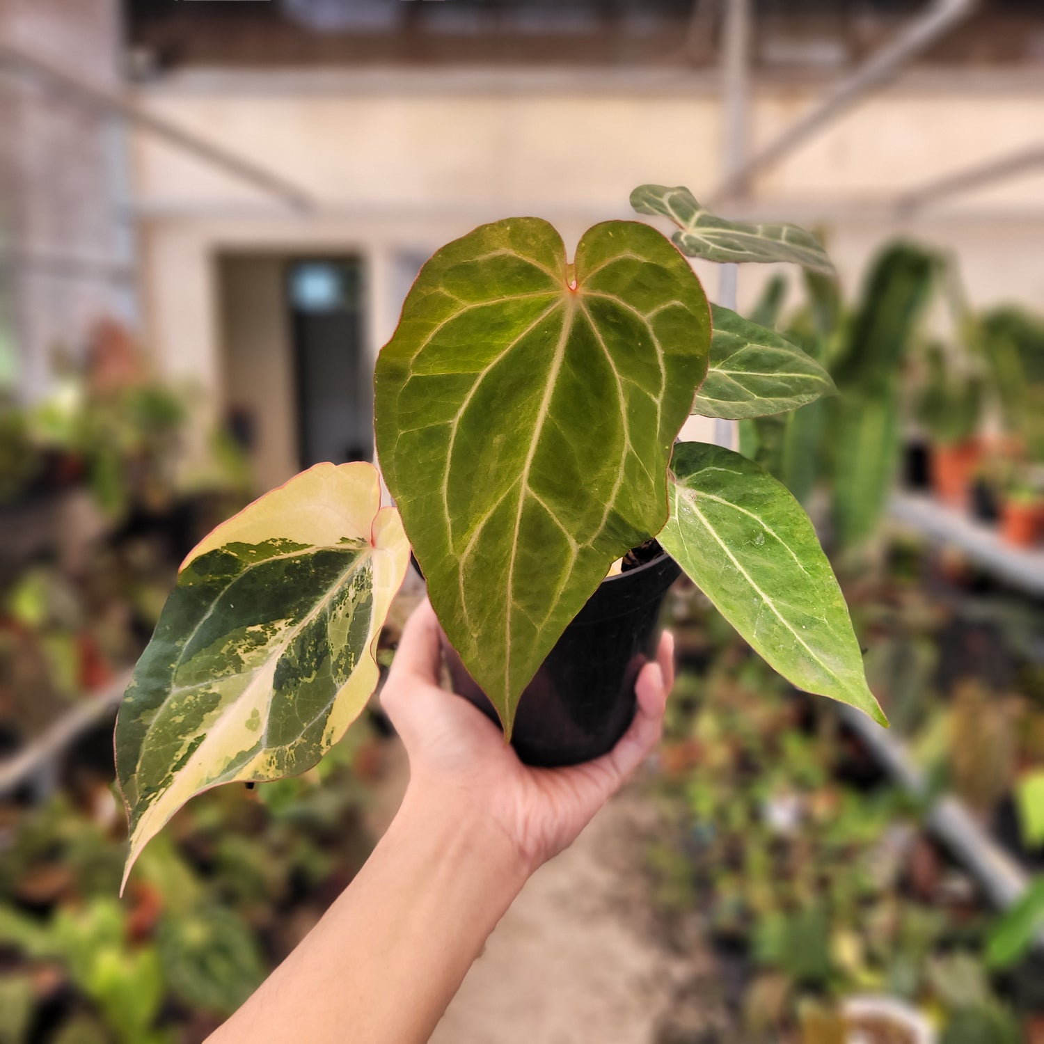abbygail villa anthurium Anthurium BVIT x Zara Michelle Variegated – Greenspaces.id