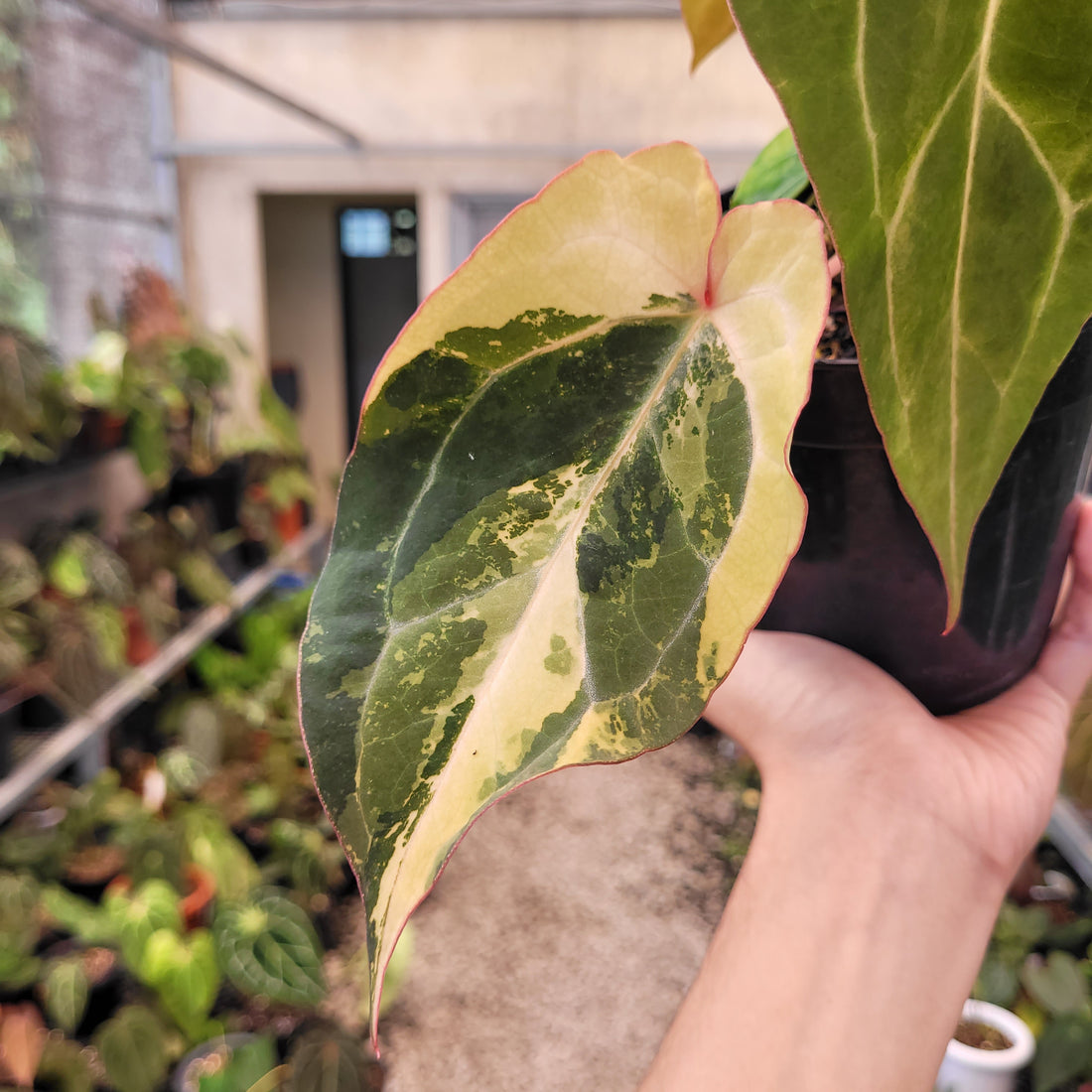 Anthurium BVIT x Zara Michelle Variegated