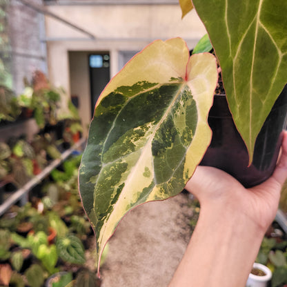 Anthurium BVIT x Zara Michelle Variegated