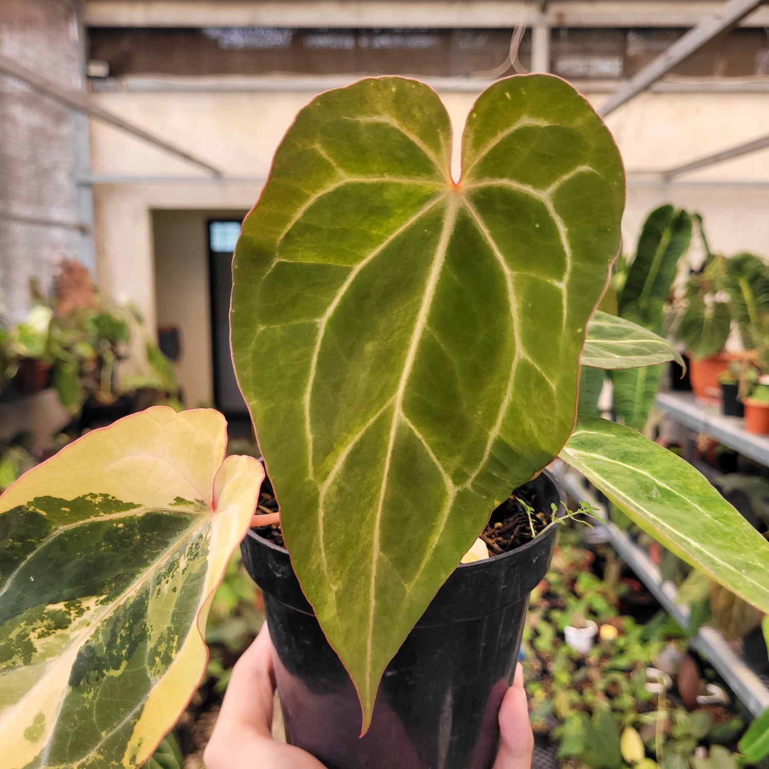 Anthurium BVIT x Zara Michelle Variegated
