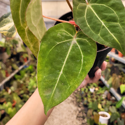 Anthurium BVIT x Zara Michelle Variegated