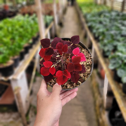 Oxalis Hedysaroides