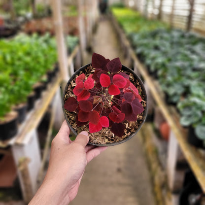Oxalis Hedysaroides