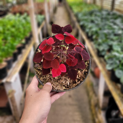 Oxalis Hedysaroides