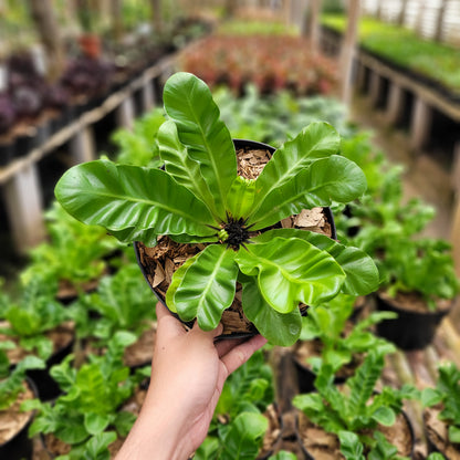 Asplenium Nidus "Cadaca Lasagna"