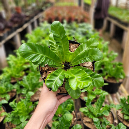 Asplenium Nidus "Cadaca Lasagna"