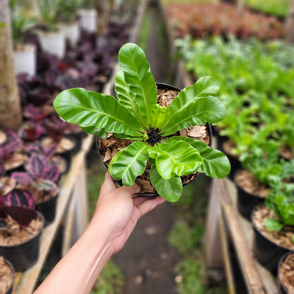 Asplenium Nidus "Cadaca Lasagna"