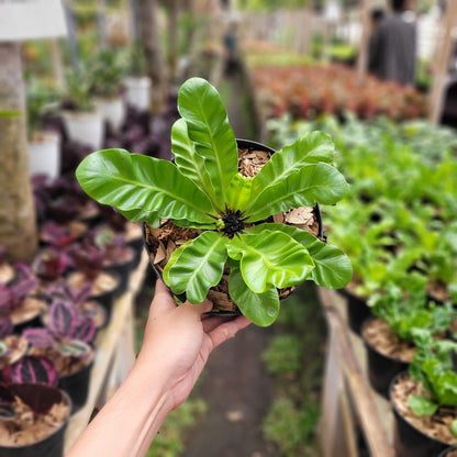 Asplenium Nidus "Cadaca Lasagna"