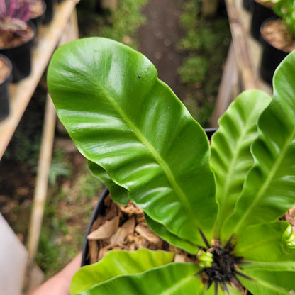 Asplenium Nidus "Cadaca Lasagna"