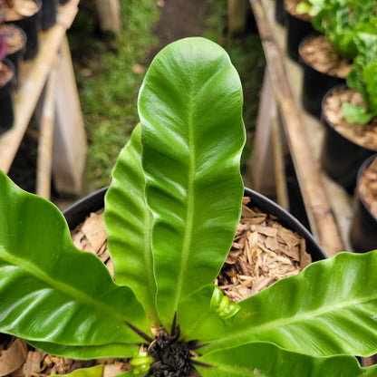 Asplenium Nidus "Cadaca Lasagna"