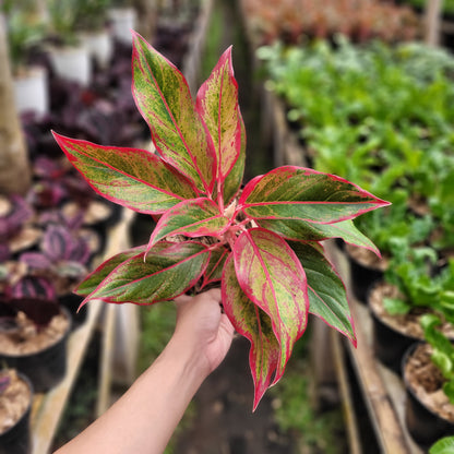 Aglaonema Siam Aurora