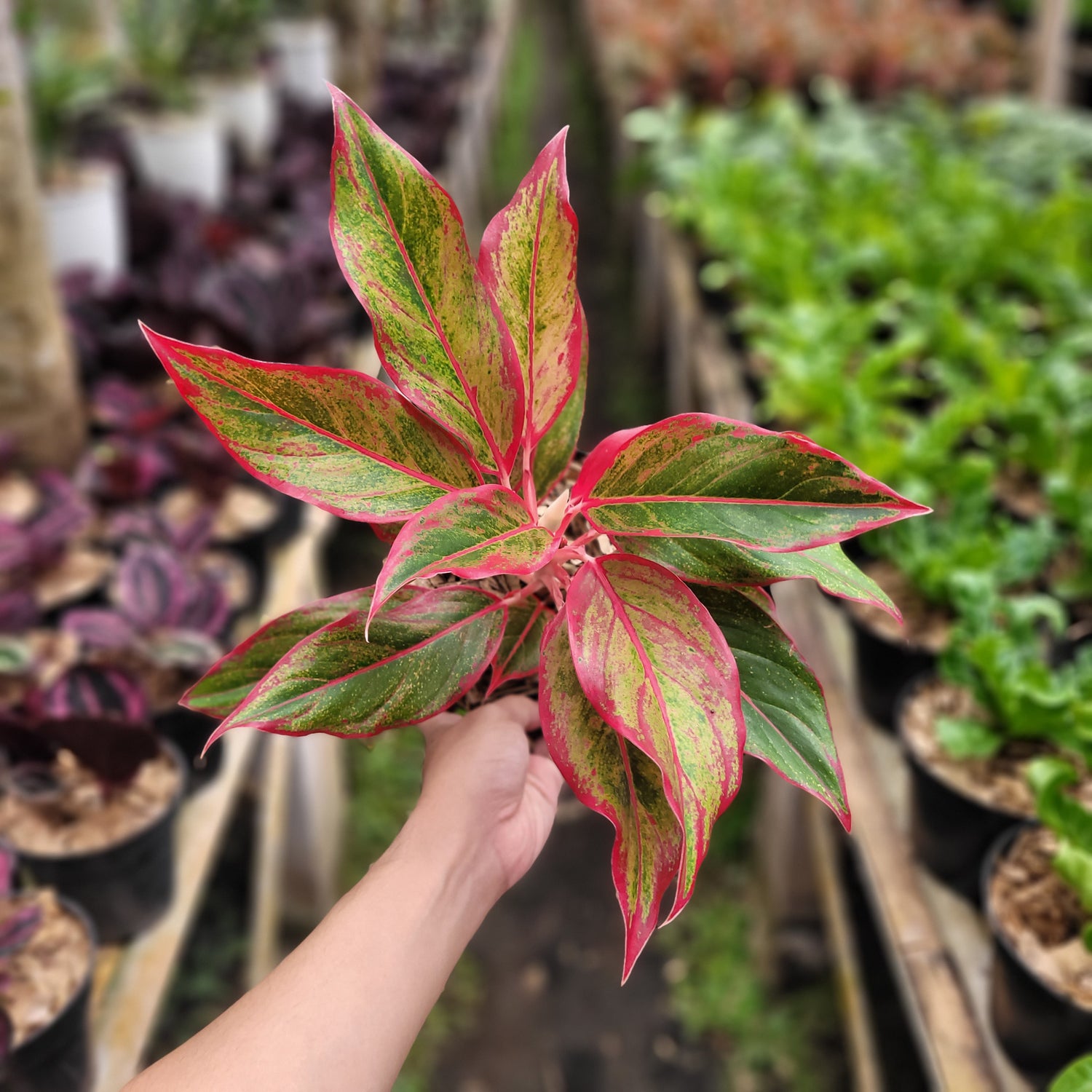 aglaonema bicolor Aglaonema Siam Aurora