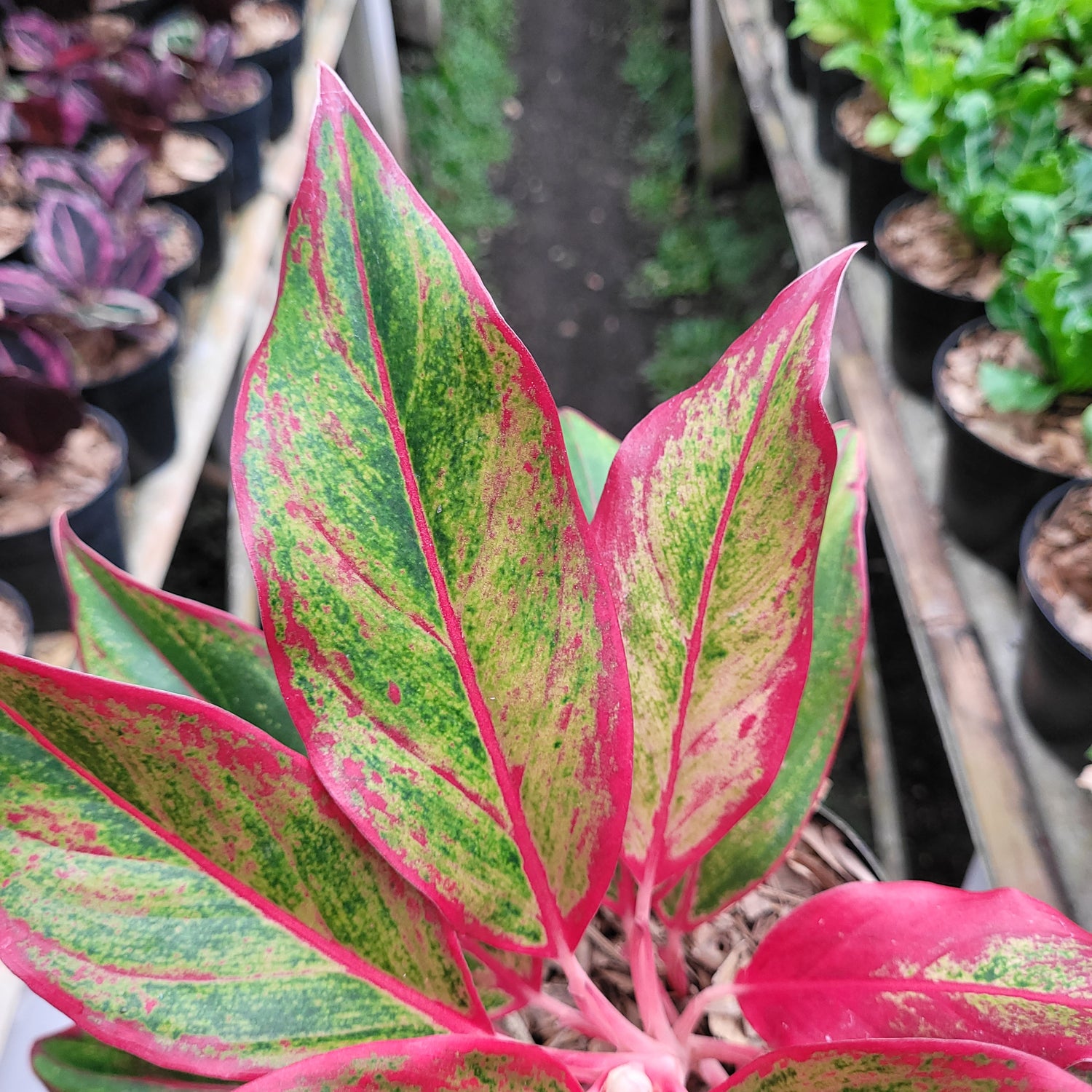 aglaonema siam aurora pink Aglaonema Pictum Bicolor
